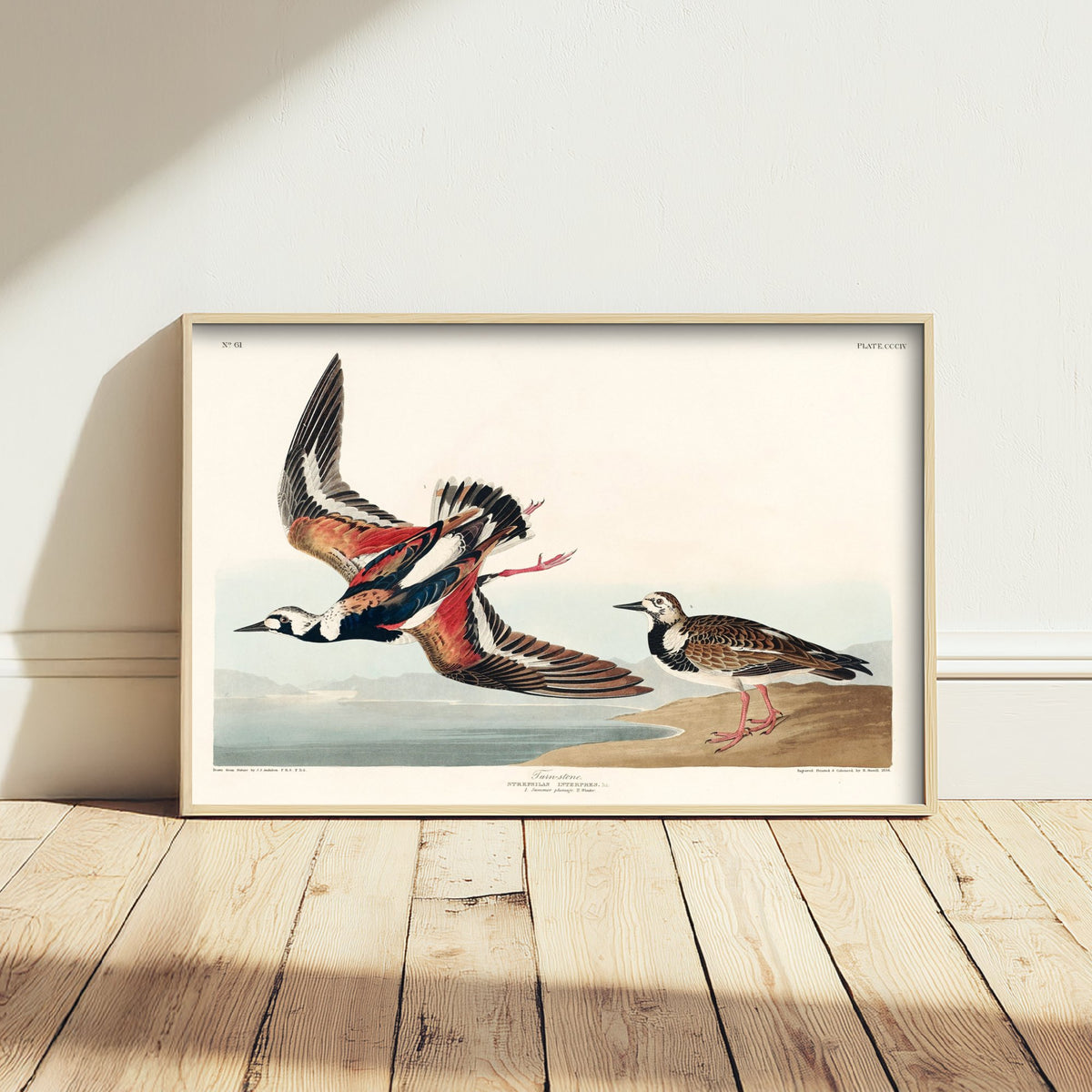 Ruddy Turnstone - John James Audubon Birds of America Art Print Poster Illustration