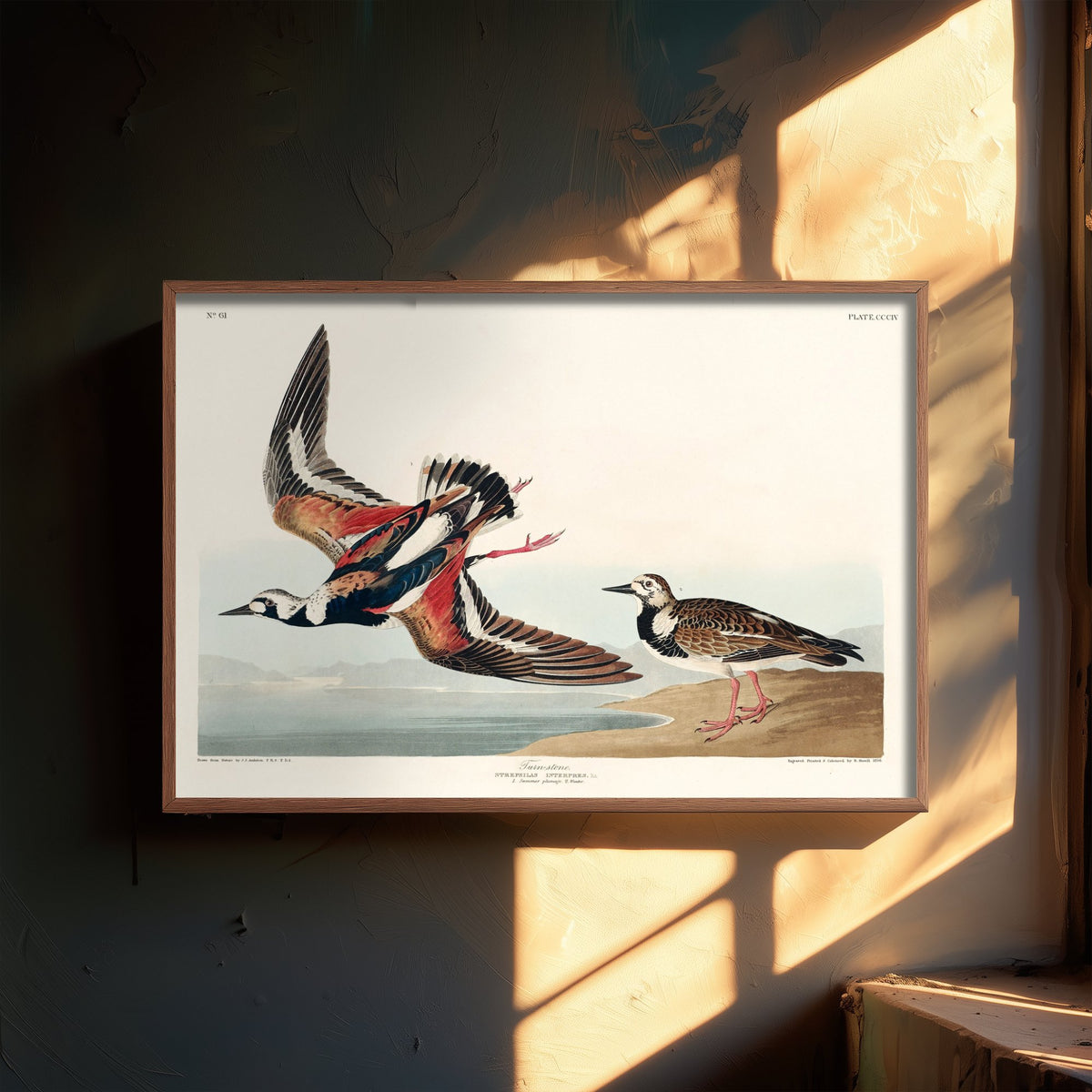Ruddy Turnstone - John James Audubon Birds of America Art Print Poster Illustration