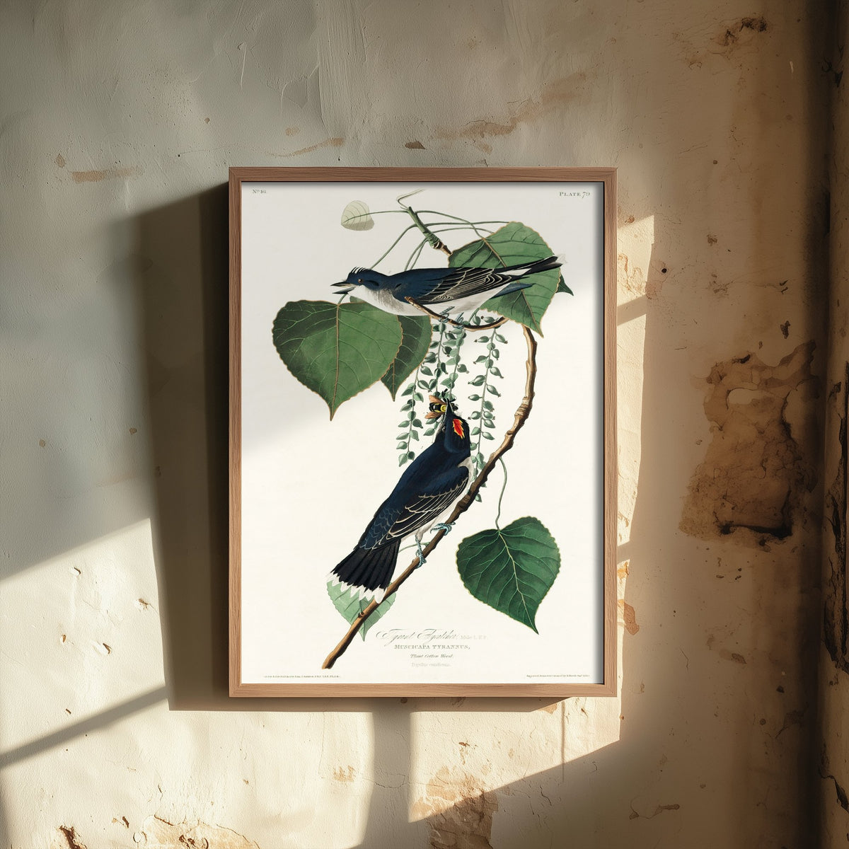 Eastern Kingbird Art Print - John James Audubon Birds of America - Tyrant Flycatcher Vintage Ornithology Illustration Poster