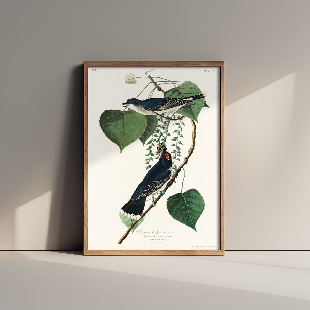 Eastern Kingbird Art Print - John James Audubon Birds of America - Tyrant Flycatcher Vintage Ornithology Illustration Poster