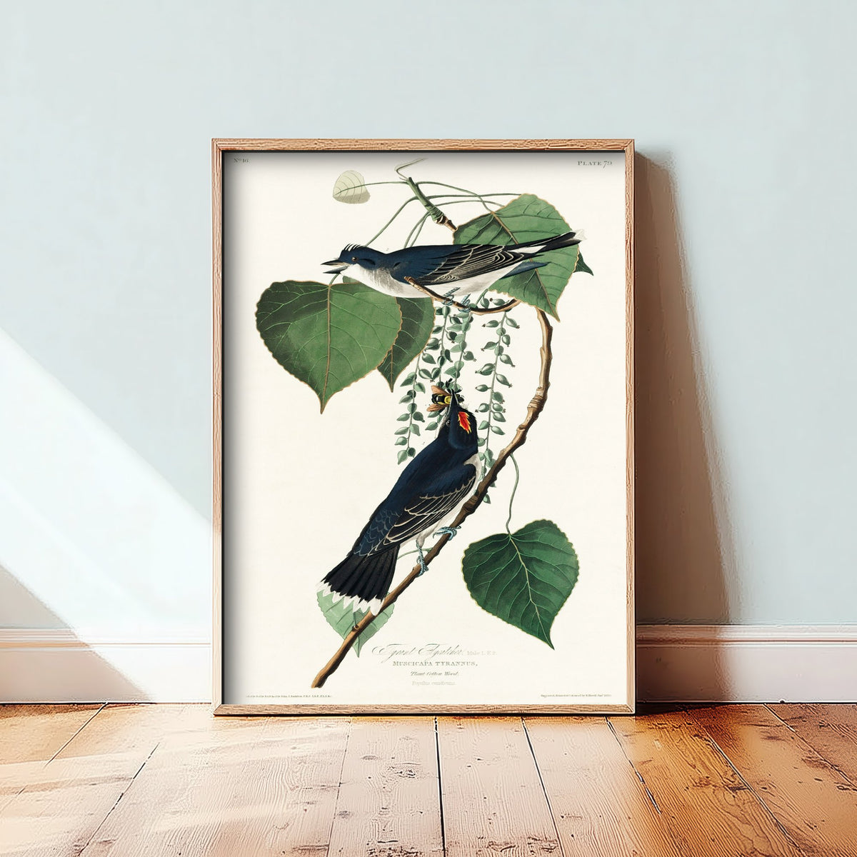 Eastern Kingbird Art Print - John James Audubon Birds of America - Tyrant Flycatcher Vintage Ornithology Illustration Poster