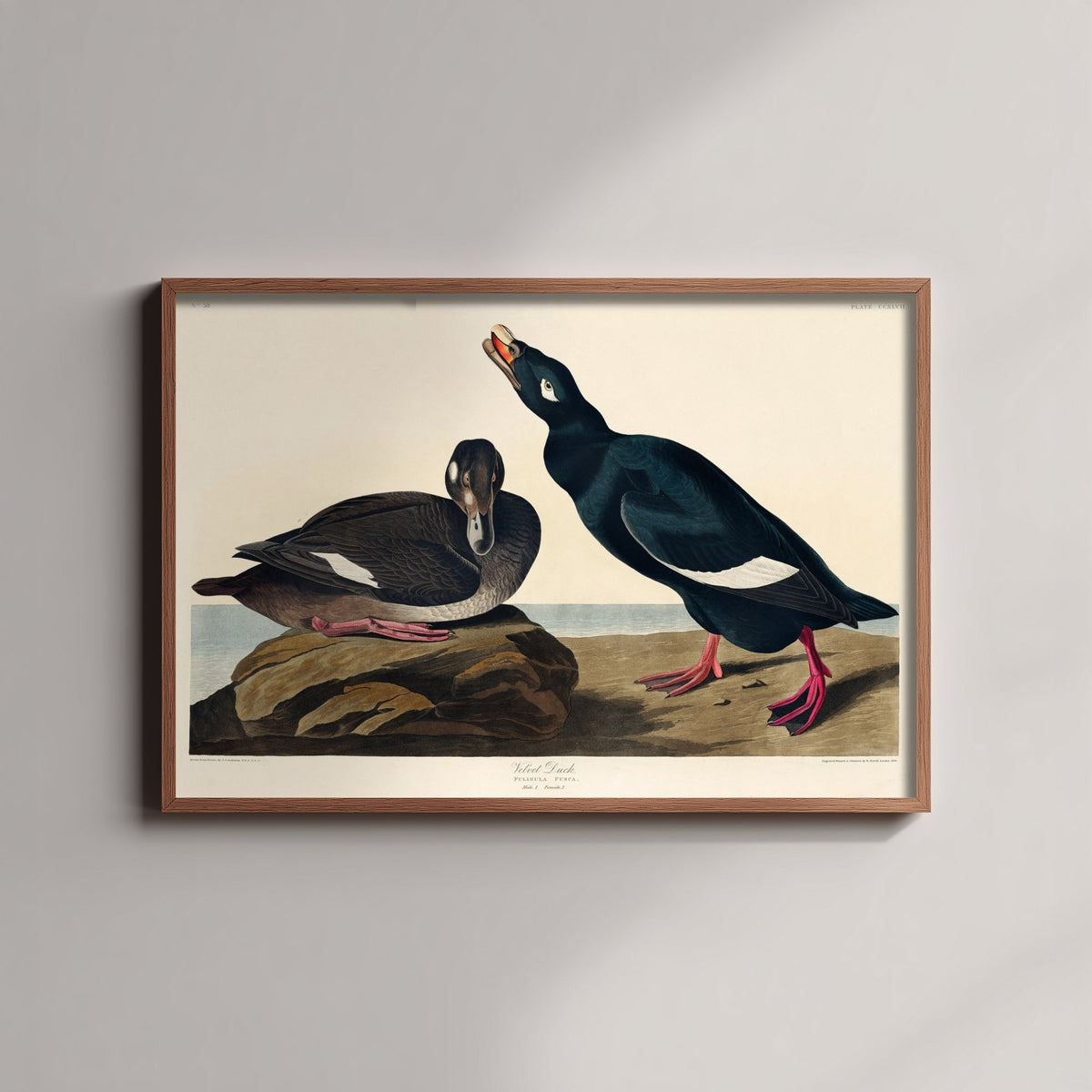 White-winged Scoter Art Print - John James Audubon Birds of America - Velvet Duck Vintage Ornithology Illustration Poster