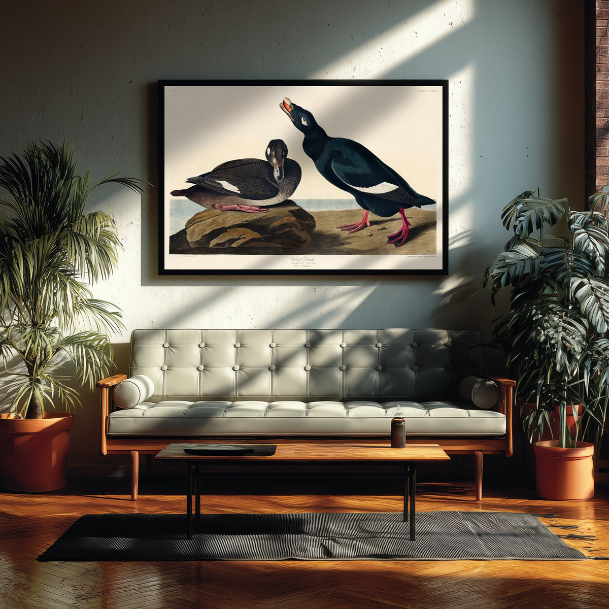 White-winged Scoter Art Print - John James Audubon Birds of America - Velvet Duck Vintage Ornithology Illustration Poster