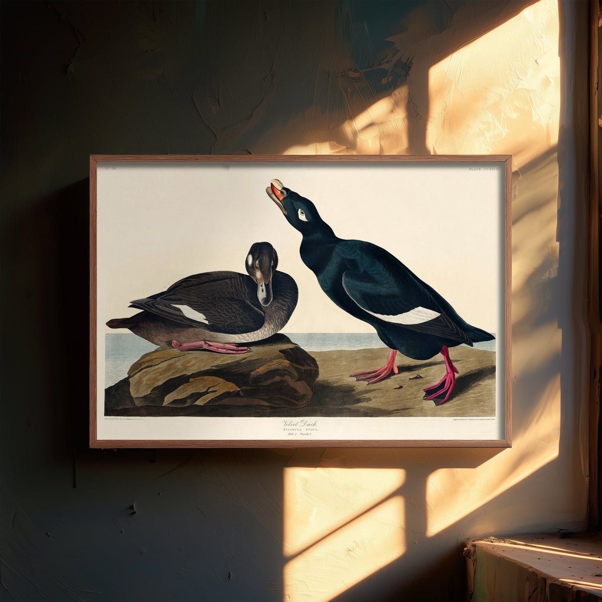 White-winged Scoter Art Print - John James Audubon Birds of America - Velvet Duck Vintage Ornithology Illustration Poster