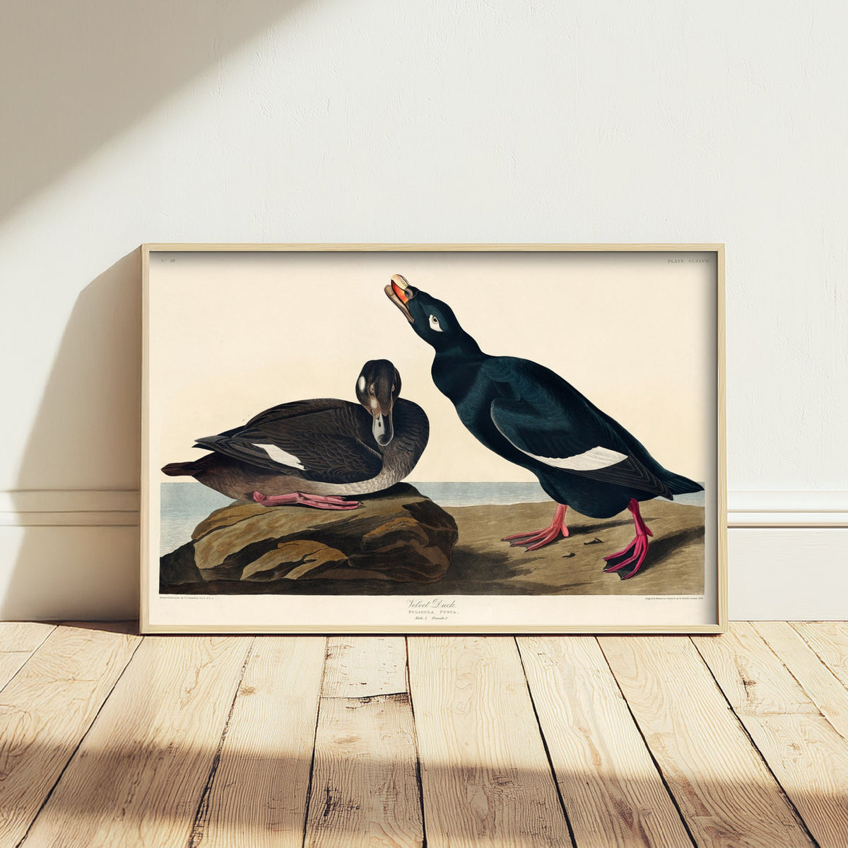 White-winged Scoter Art Print - John James Audubon Birds of America - Velvet Duck Vintage Ornithology Illustration Poster