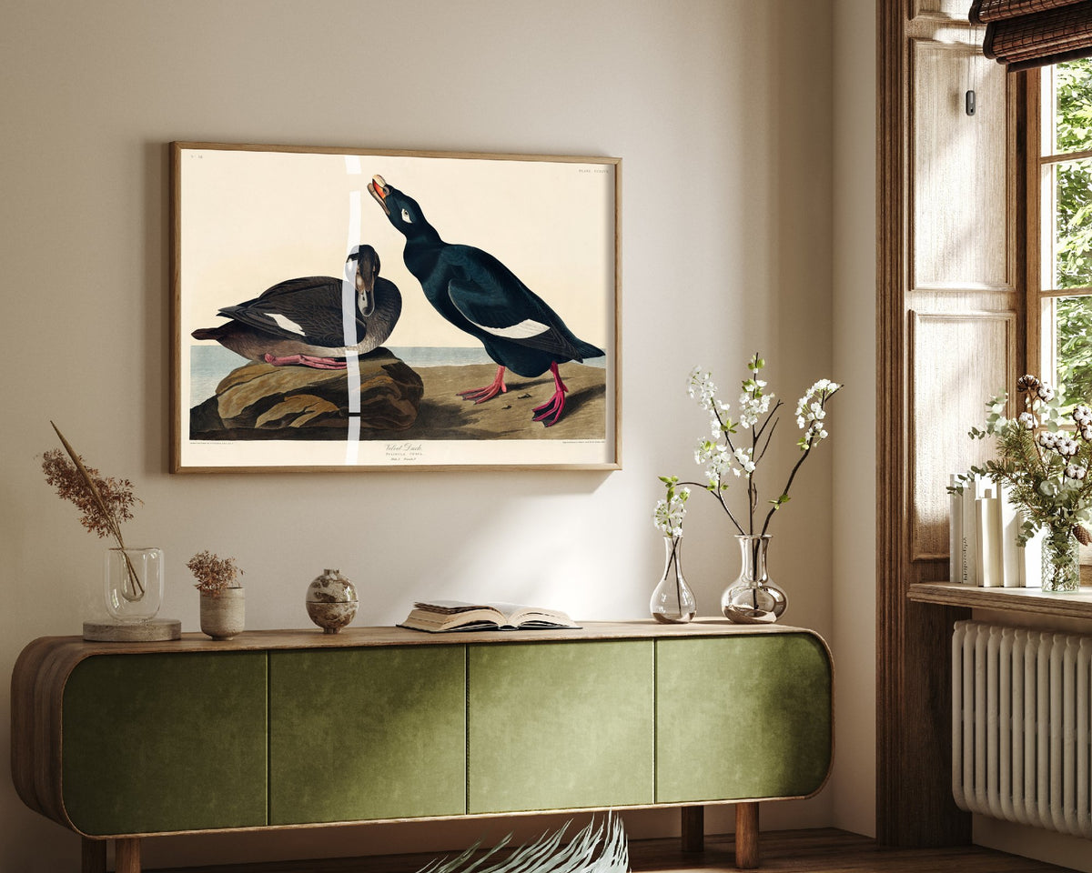 White-winged Scoter Art Print - John James Audubon Birds of America - Velvet Duck Vintage Ornithology Illustration Poster