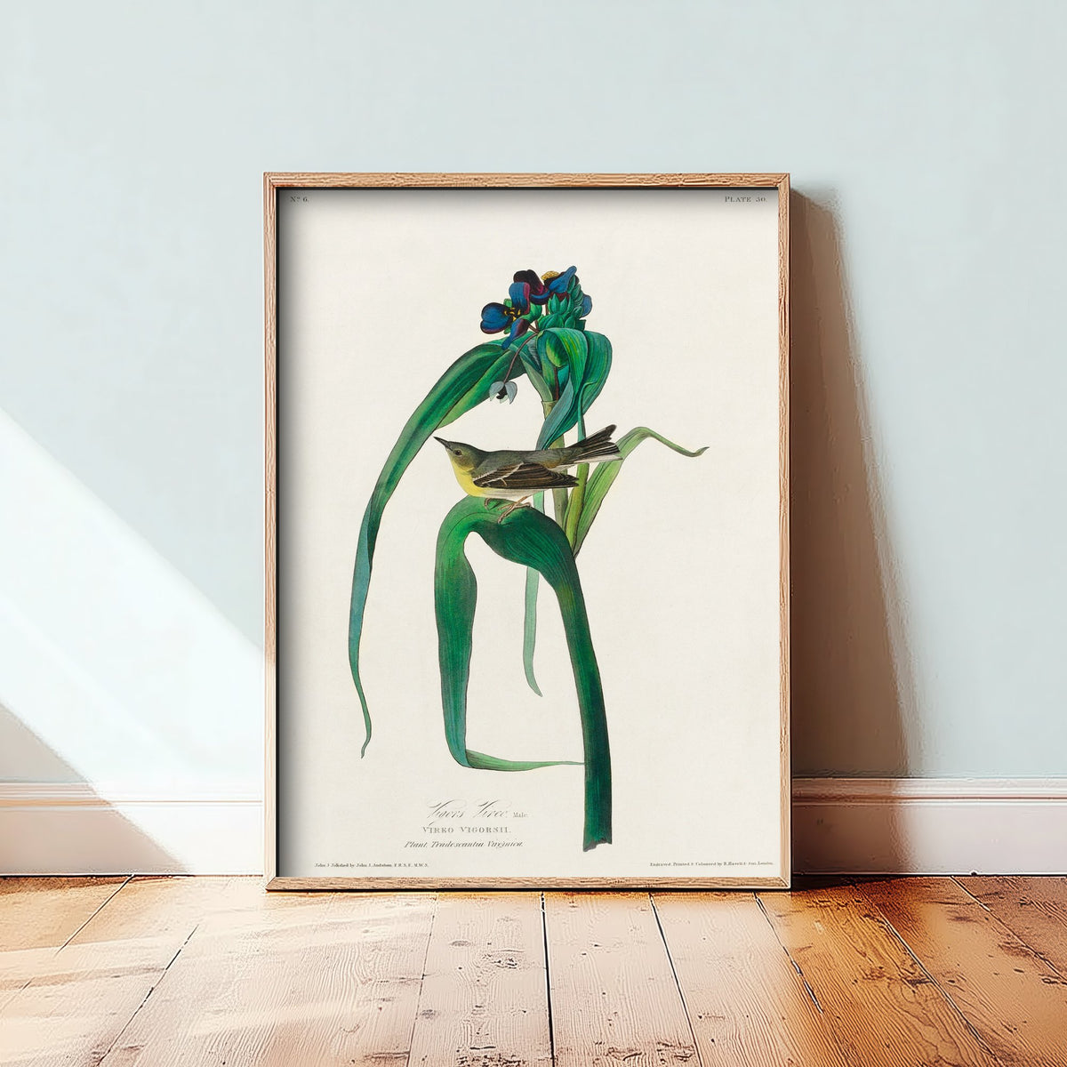 Pine Warbler Art Print - John James Audubon Birds of America - Vigors's Warbler Vintage Ornithology Illustration Poster