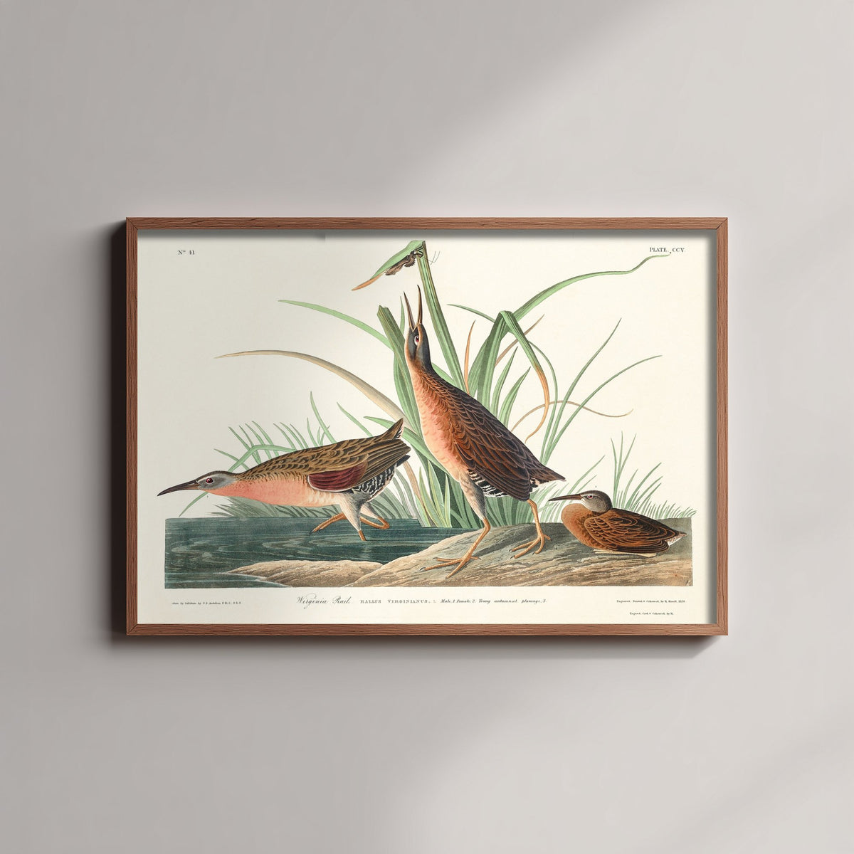 Virginia Rail Art Print - John James Audubon Birds of America - Vintage Ornithology Illustration Poster