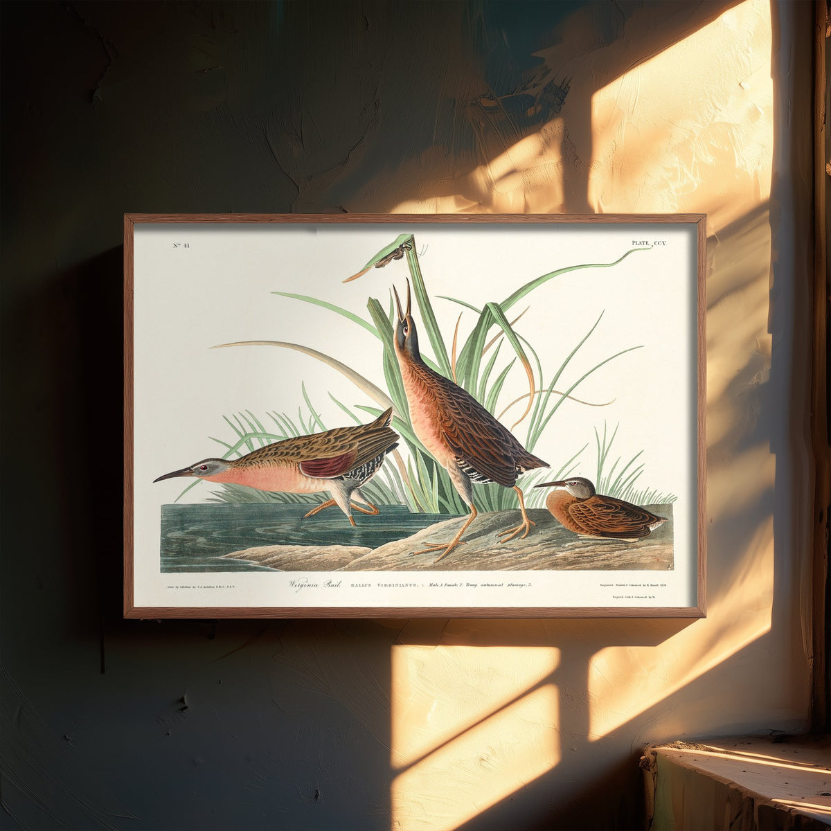 Virginia Rail Art Print - John James Audubon Birds of America - Vintage Ornithology Illustration Poster