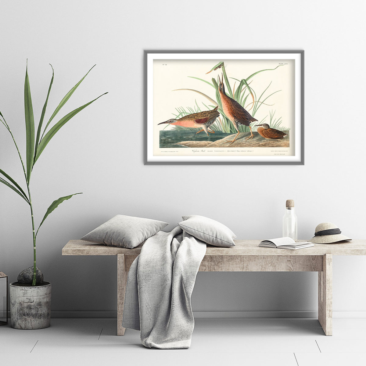 Virginia Rail Art Print - John James Audubon Birds of America - Vintage Ornithology Illustration Poster