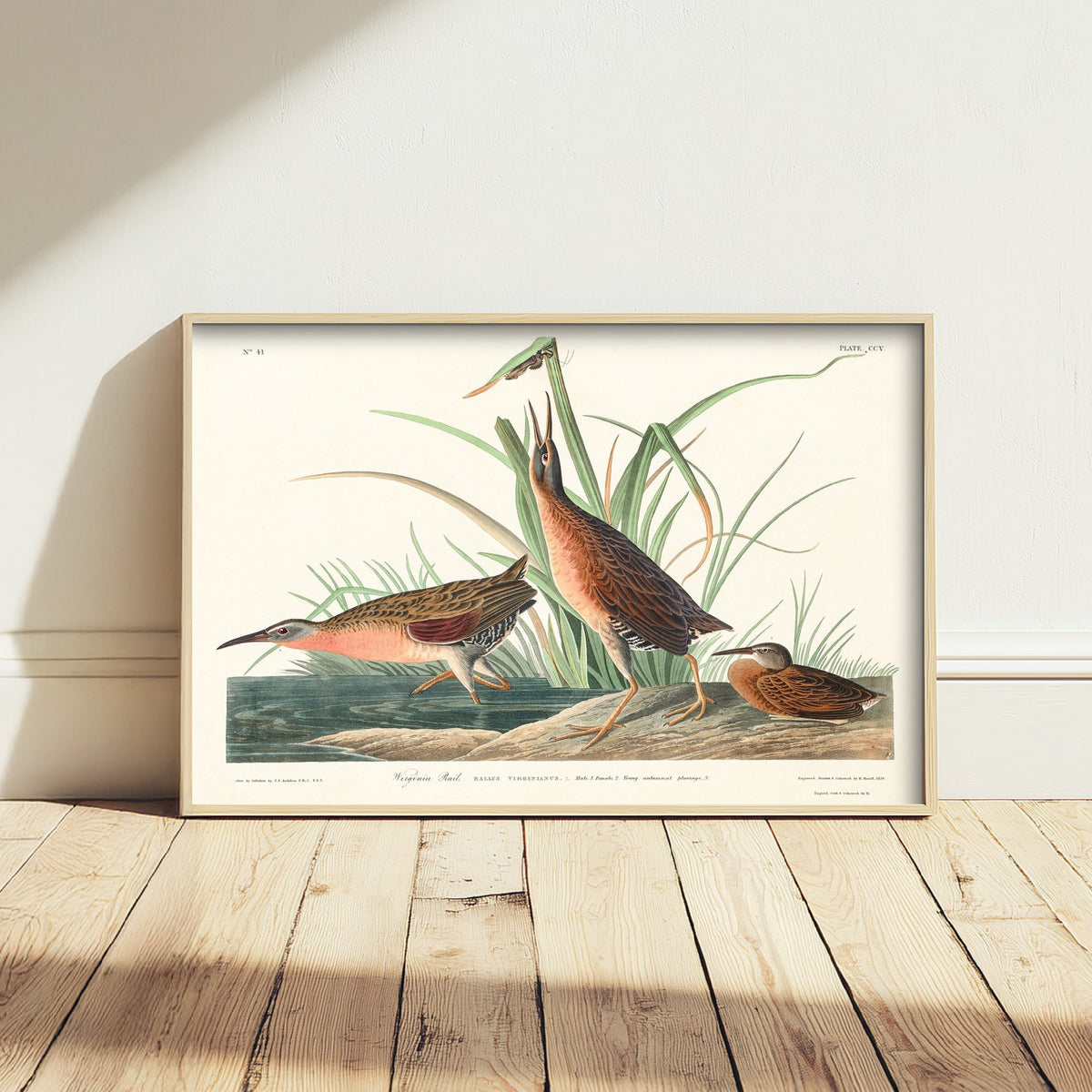 Virginia Rail Art Print - John James Audubon Birds of America - Vintage Ornithology Illustration Poster