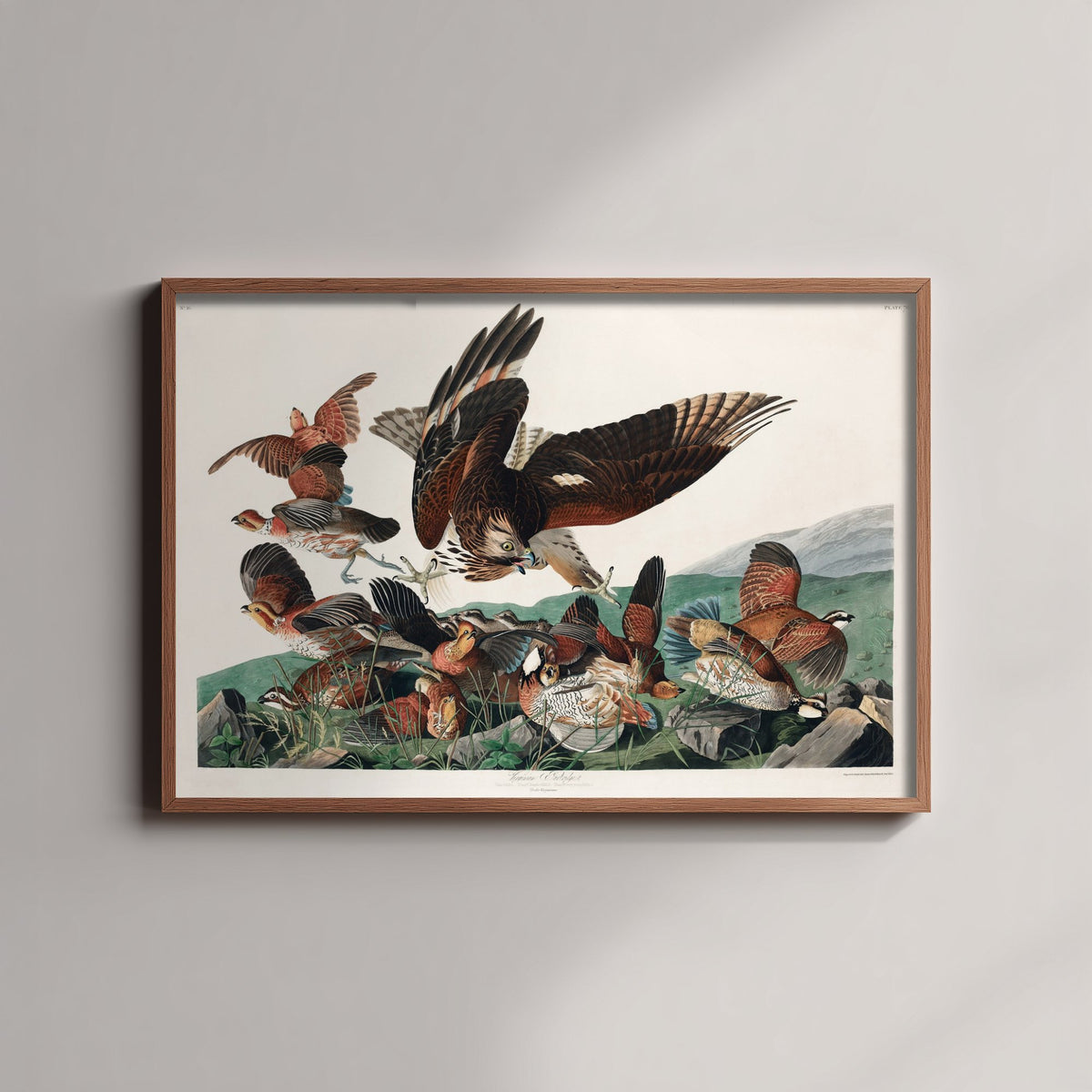 Northern Bobwhite Art Print - John James Audubon Birds of America - Virginian Partridge Vintage Illustration Poster
