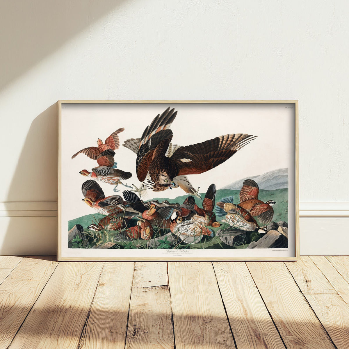Northern Bobwhite Art Print - John James Audubon Birds of America - Virginian Partridge Vintage Illustration Poster