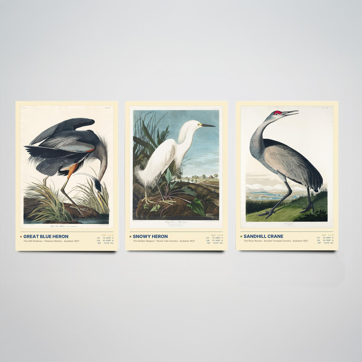 Audubon Wading Birds Set of Three Art Prints - Great Blue Heron, Snowy Heron, Sandhill Crane - Coastal Illustrations Gallery Posters