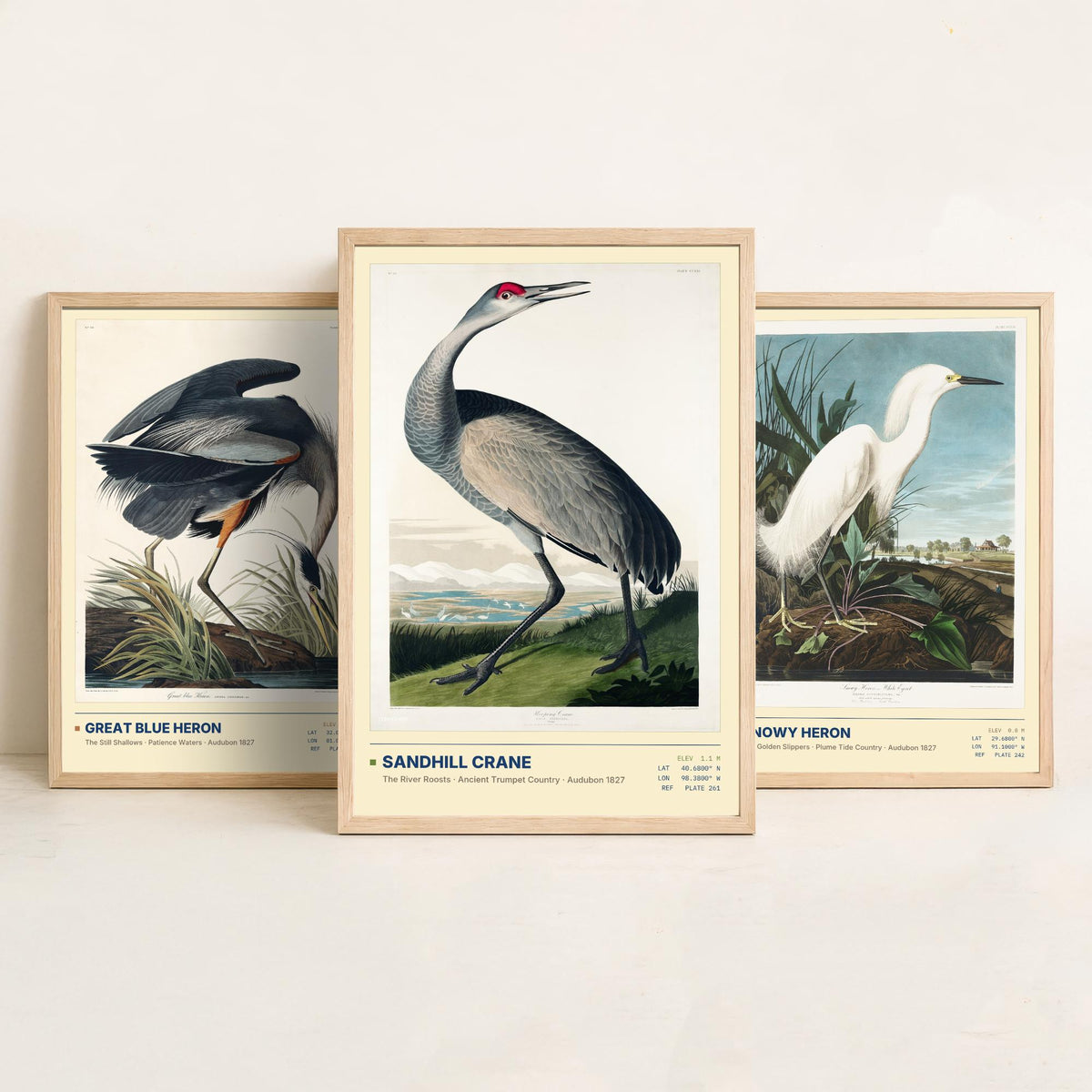 Audubon Wading Birds Set of Three Art Prints - Great Blue Heron, Snowy Heron, Sandhill Crane - Coastal Illustrations Gallery Posters