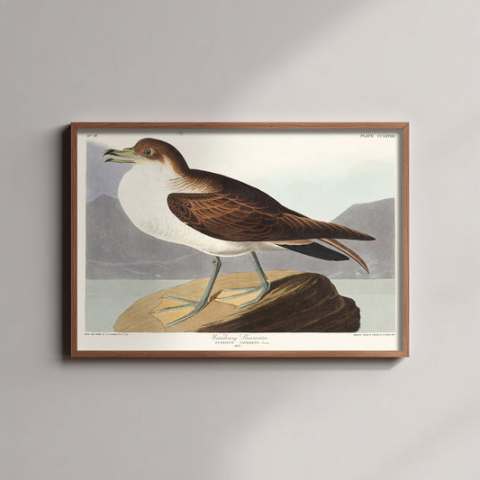 Cory's Shearwater Art Print - John James Audubon Birds of America - Wandering Shearwater Vintage Illustration Poster