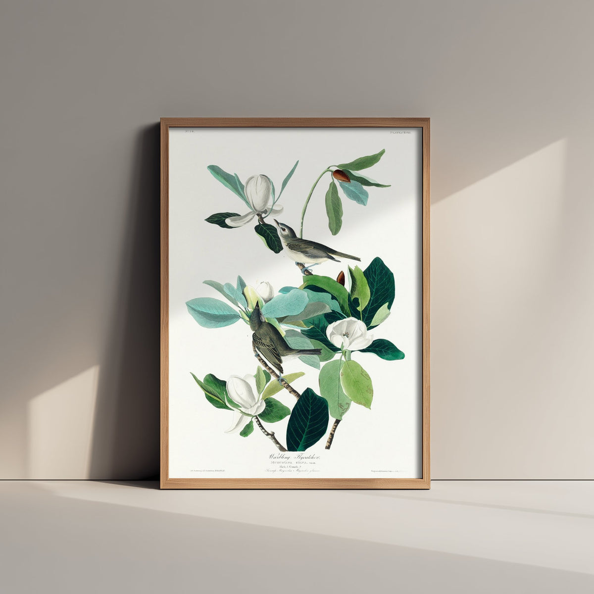 Warbling Vireo Art Print - John James Audubon Birds of America - Warbling Flycatcher Vintage Ornithology Illustration Poster
