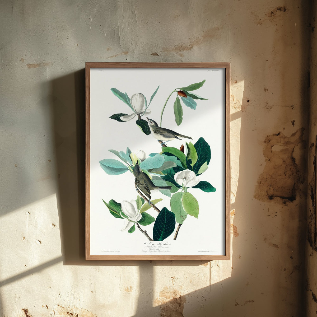 Warbling Vireo Art Print - John James Audubon Birds of America - Warbling Flycatcher Vintage Ornithology Illustration Poster
