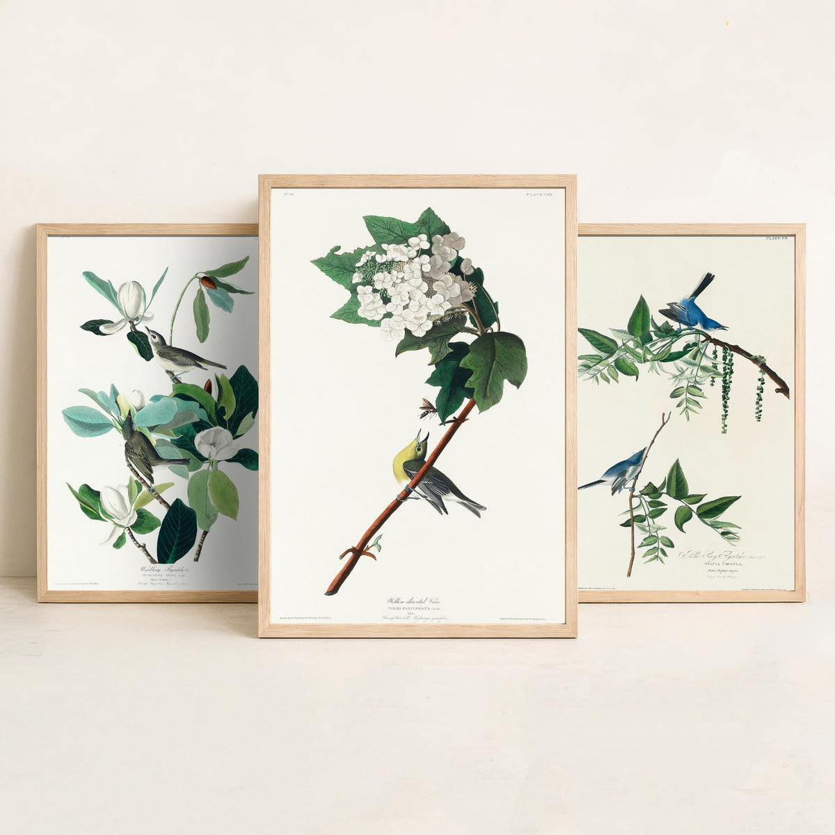 Set of Three John James Audubon Prints - Warbling Vireo Blue-grey Gnatcatcher Yellow-throat Vireo - 3 Bird Paintings Poster Wall Art