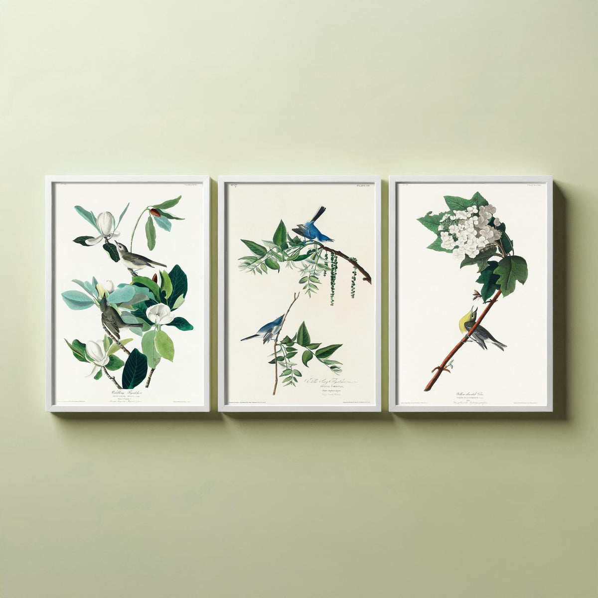 Set of Three John James Audubon Prints - Warbling Vireo Blue-grey Gnatcatcher Yellow-throat Vireo - 3 Bird Paintings Poster Wall Art
