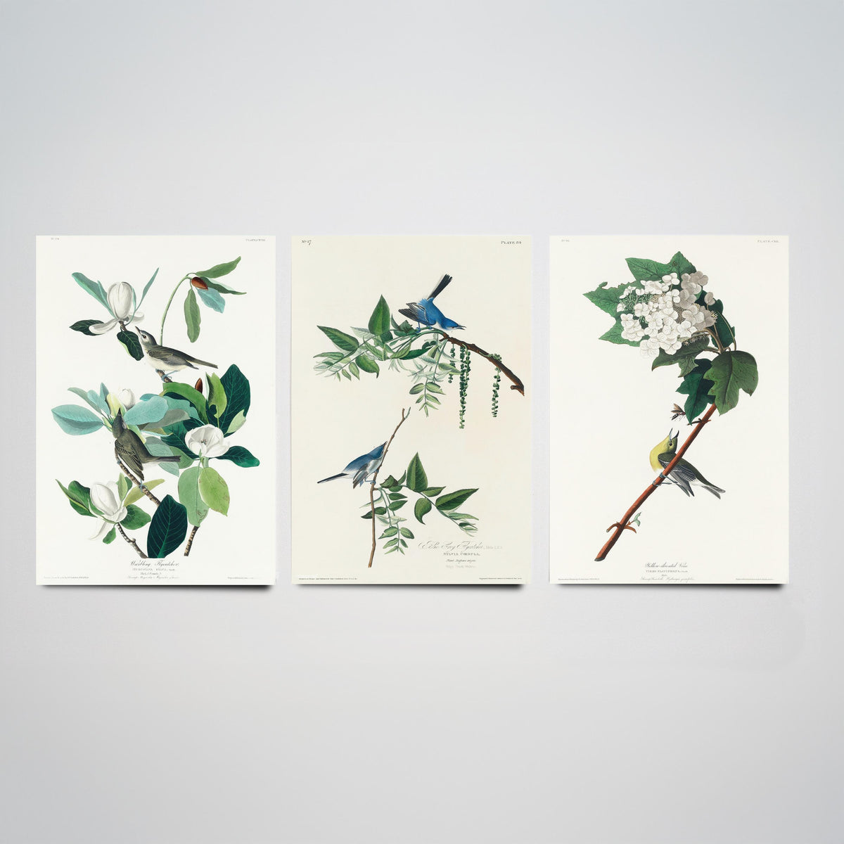 Set of Three John James Audubon Prints - Warbling Vireo Blue-grey Gnatcatcher Yellow-throat Vireo - 3 Bird Paintings Poster Wall Art
