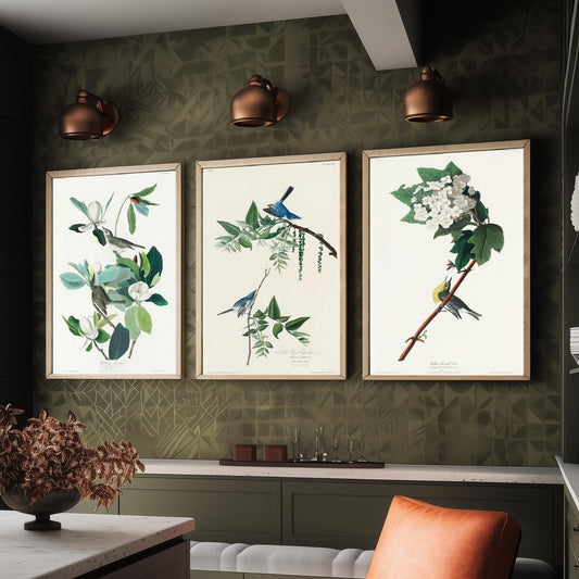 Set of Three John James Audubon Prints - Warbling Vireo Blue-grey Gnatcatcher Yellow-throat Vireo - 3 Bird Paintings Poster Wall Art