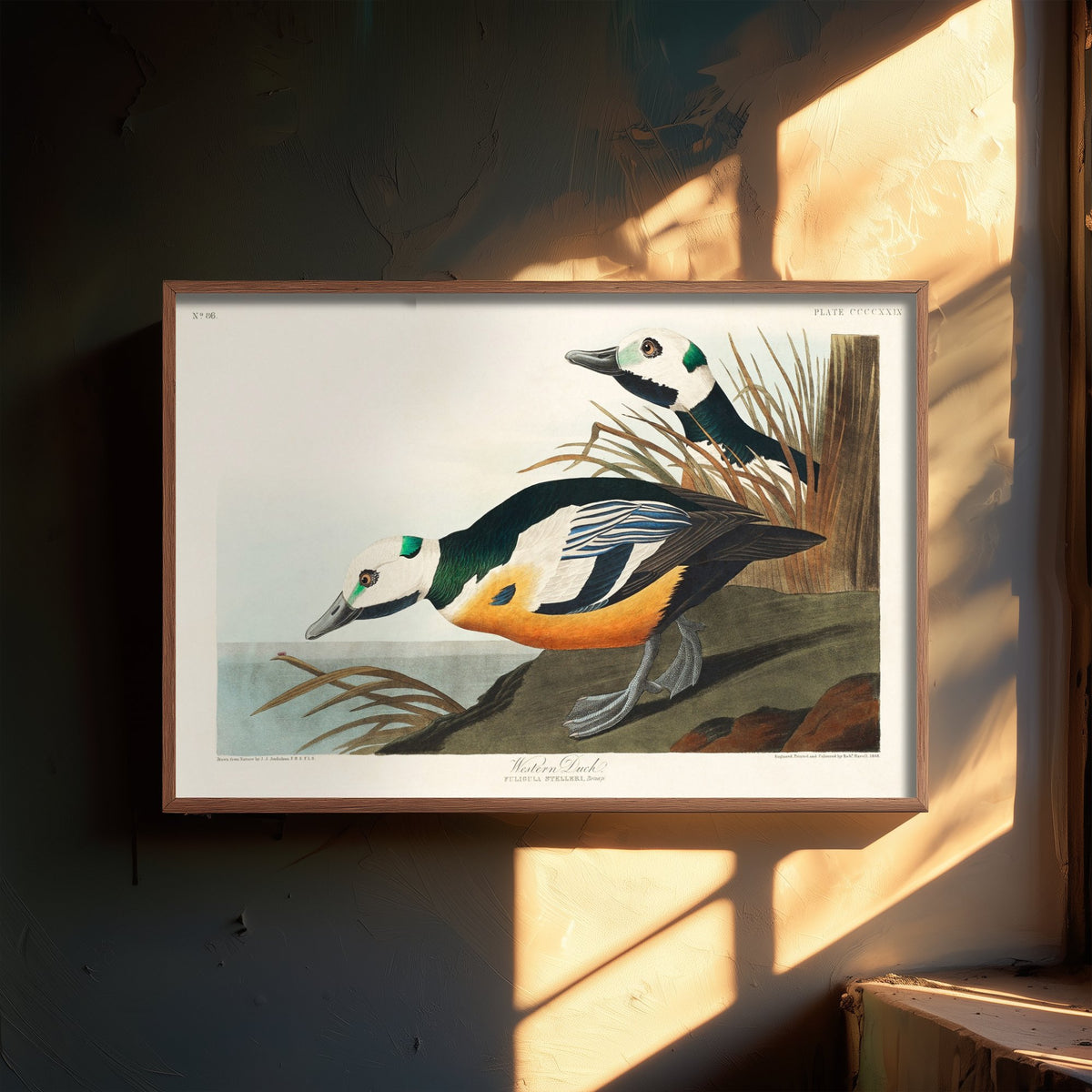 Steller's Eider Art Print - John James Audubon Birds of America - Western Duck Vintage Ornithology Illustration Poster