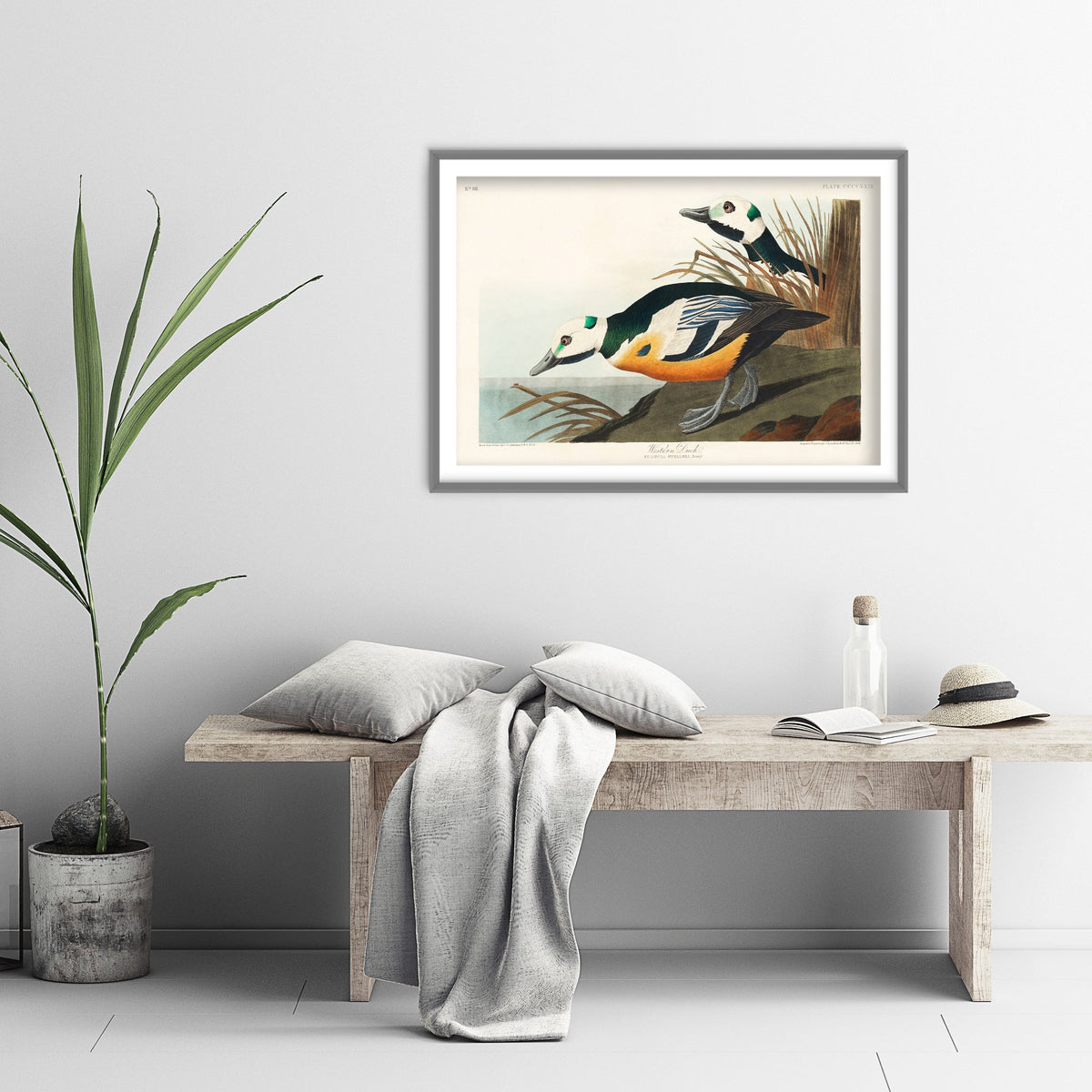 Steller's Eider Art Print - John James Audubon Birds of America - Western Duck Vintage Ornithology Illustration Poster