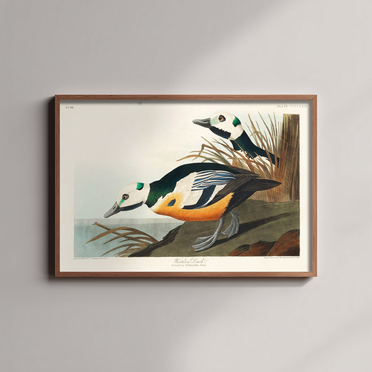 Steller's Eider Art Print - John James Audubon Birds of America - Western Duck Vintage Ornithology Illustration Poster
