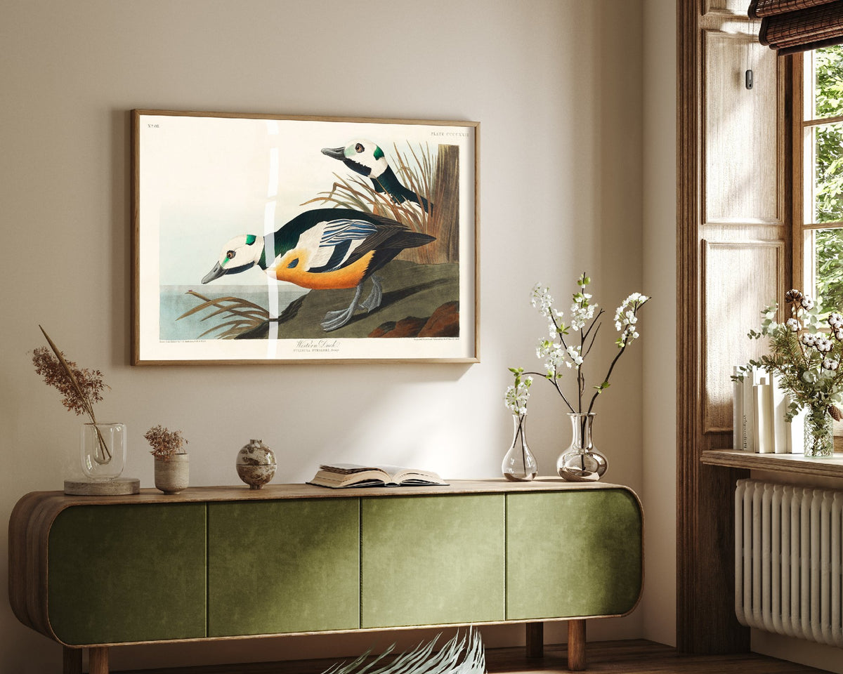Steller's Eider Art Print - John James Audubon Birds of America - Western Duck Vintage Ornithology Illustration Poster