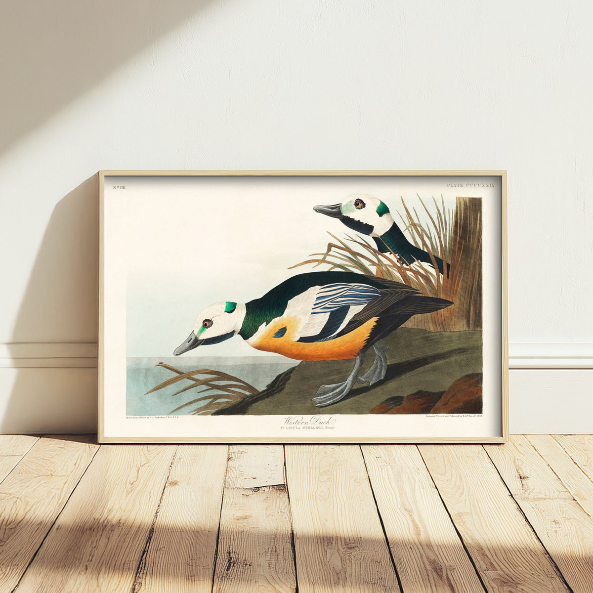 Steller's Eider Art Print - John James Audubon Birds of America - Western Duck Vintage Ornithology Illustration Poster