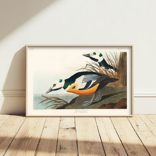 Steller's Eider Art Print - John James Audubon Birds of America - Western Duck Vintage Ornithology Illustration Poster