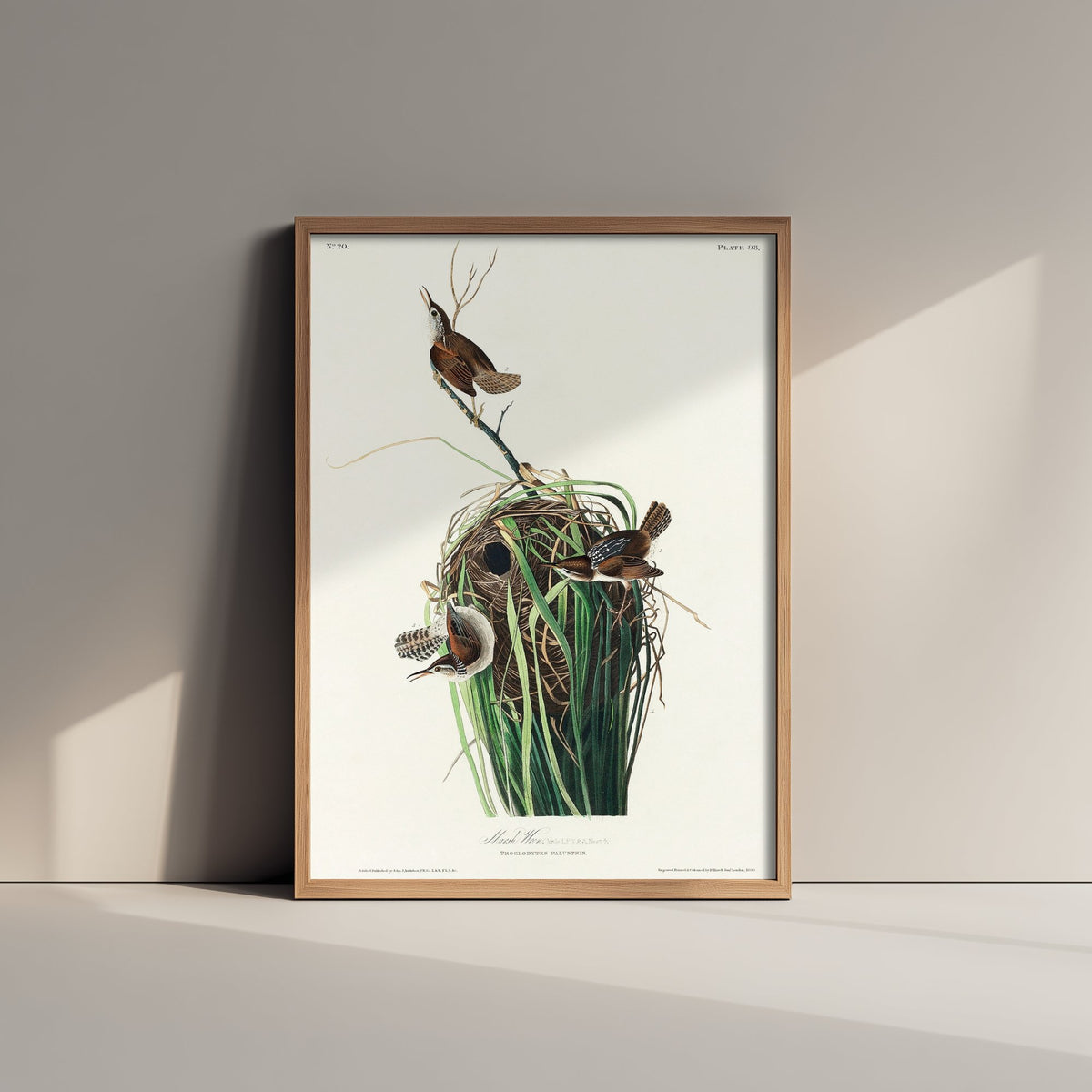 Tree Swallow Art Print - John James Audubon Birds of America - White-bellied Swallow Vintage Illustration Poster