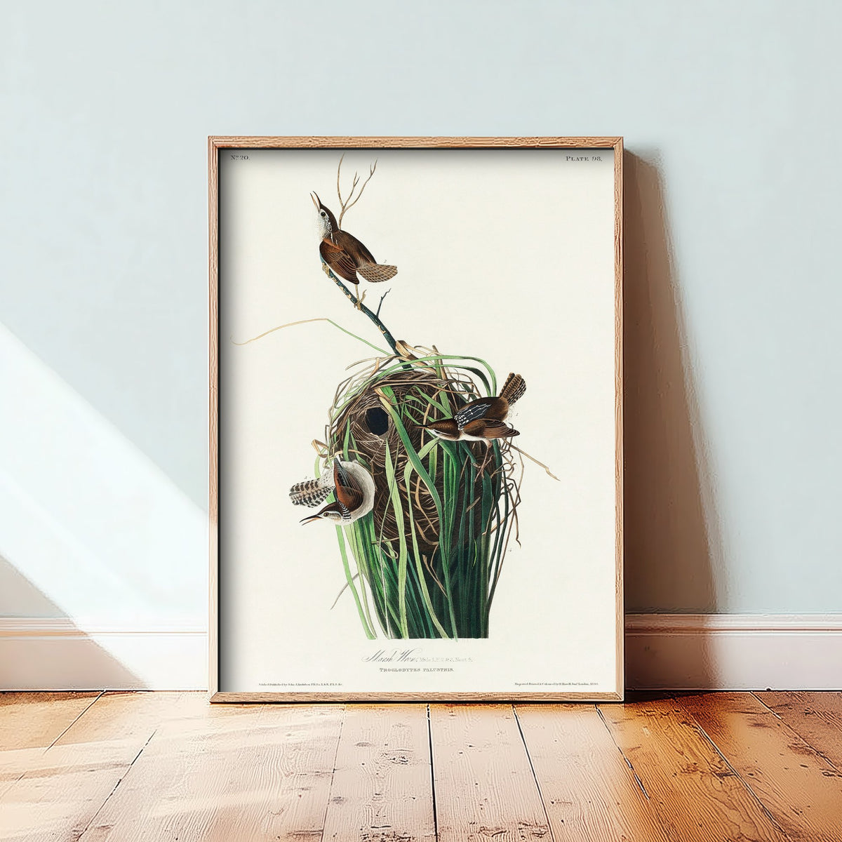Tree Swallow Art Print - John James Audubon Birds of America - White-bellied Swallow Vintage Illustration Poster