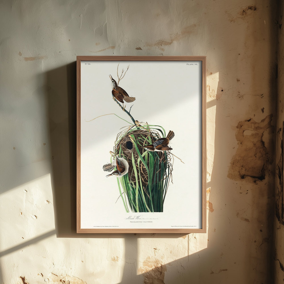 Tree Swallow Art Print - John James Audubon Birds of America - White-bellied Swallow Vintage Illustration Poster