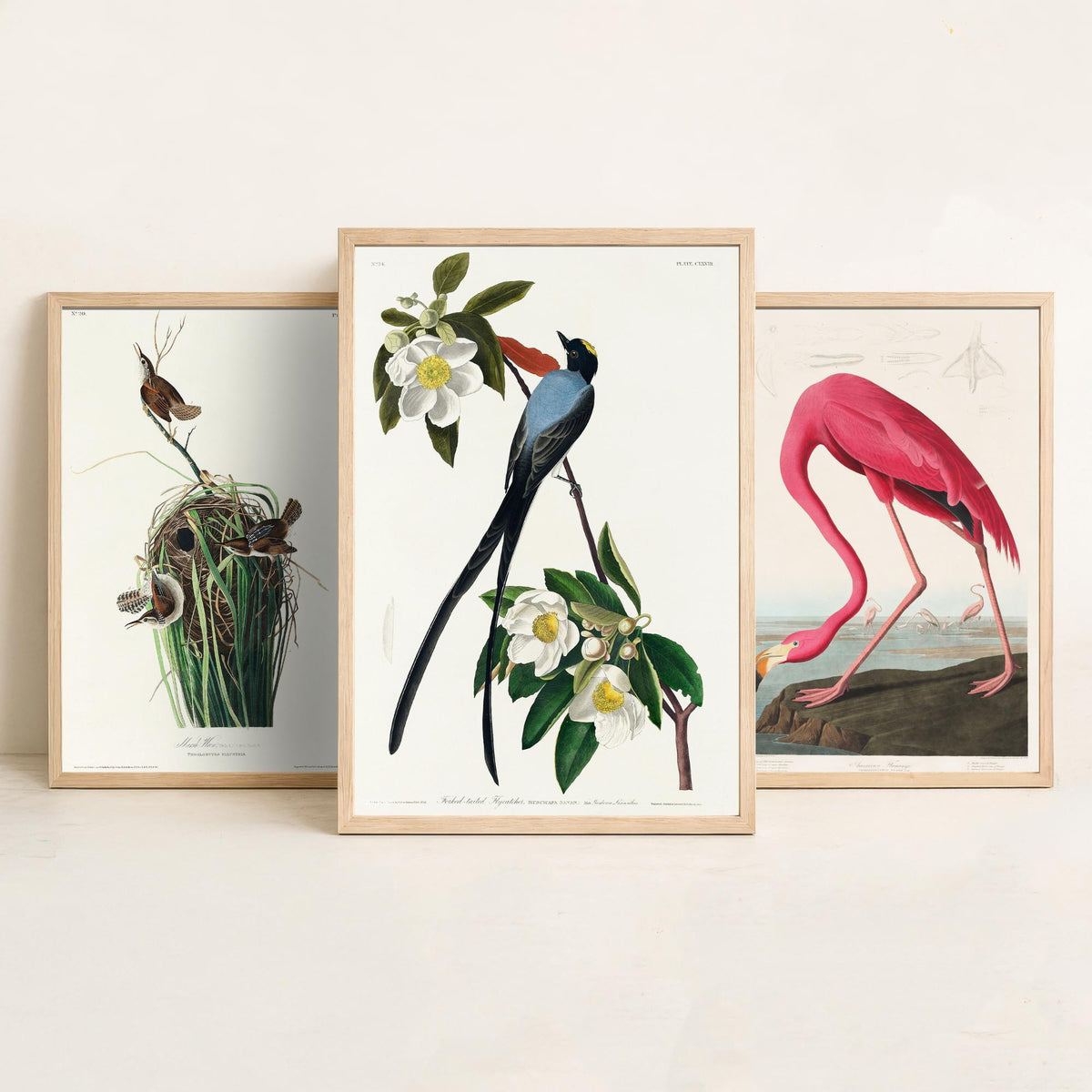 Set of Three John James Audubon Prints - Tree Swallow American Flamingo and Fork-tailed Flycatcher - 3 Bird Paintings Poster Wall Art