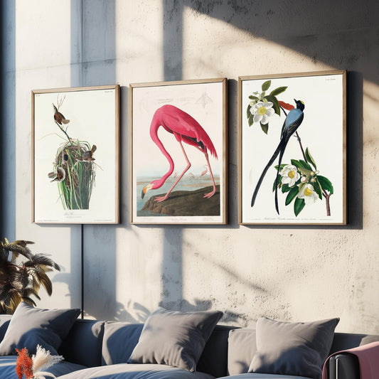 Set of Three John James Audubon Prints - Tree Swallow American Flamingo and Fork-tailed Flycatcher - 3 Bird Paintings Poster Wall Art