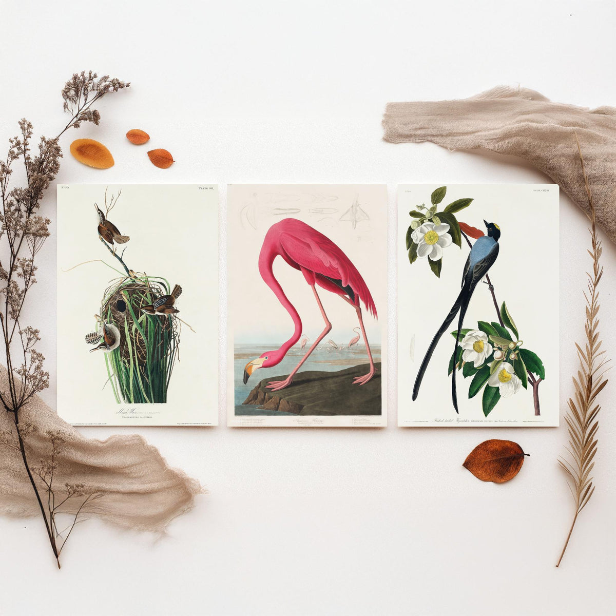 Set of Three John James Audubon Prints - Tree Swallow American Flamingo and Fork-tailed Flycatcher - 3 Bird Paintings Poster Wall Art