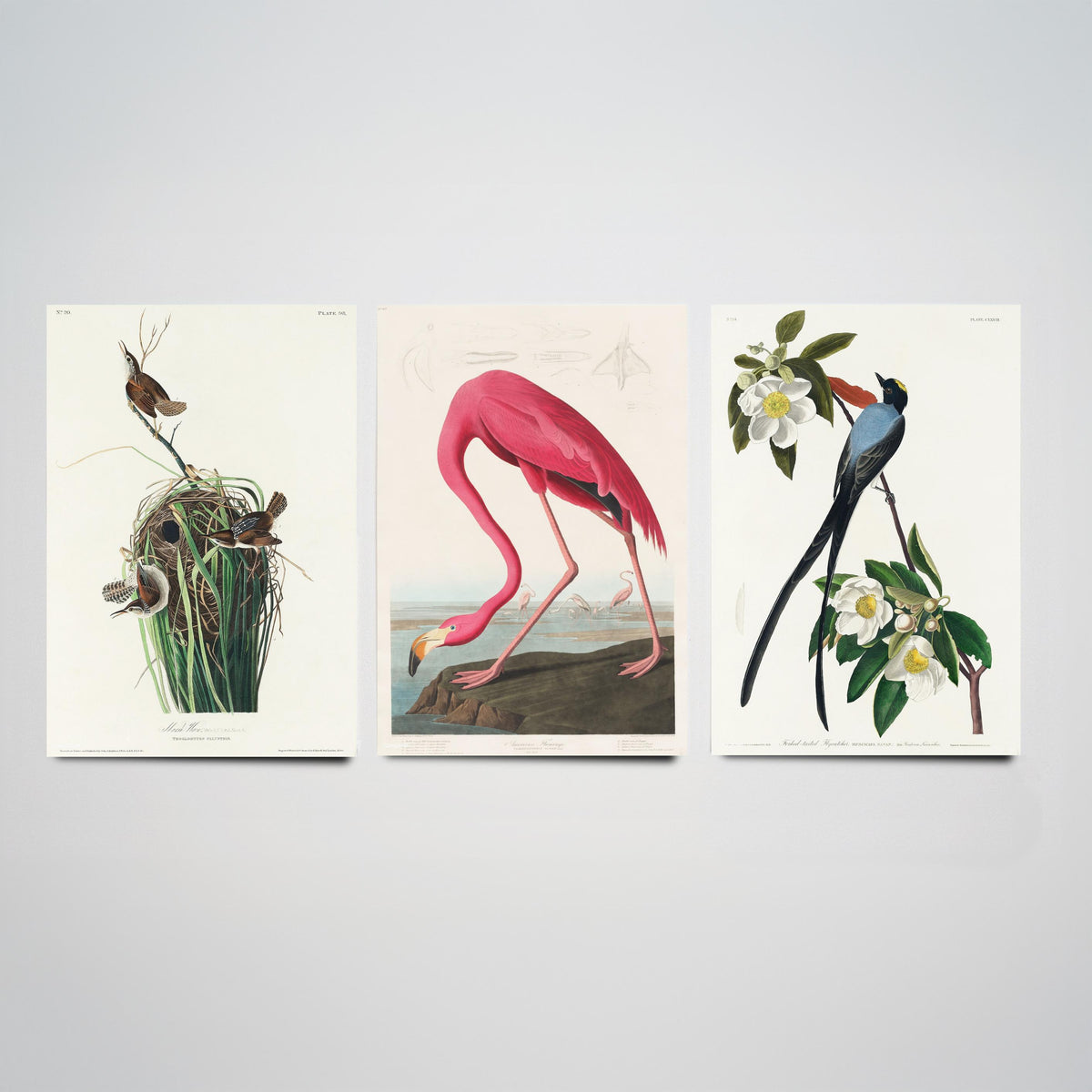 Set of Three John James Audubon Prints - Tree Swallow American Flamingo and Fork-tailed Flycatcher - 3 Bird Paintings Poster Wall Art