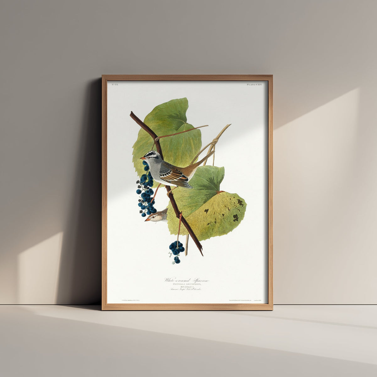 White-crowned Sparrow Art Print - John James Audubon Birds of America Poster - Vintage Ornithology Illustration