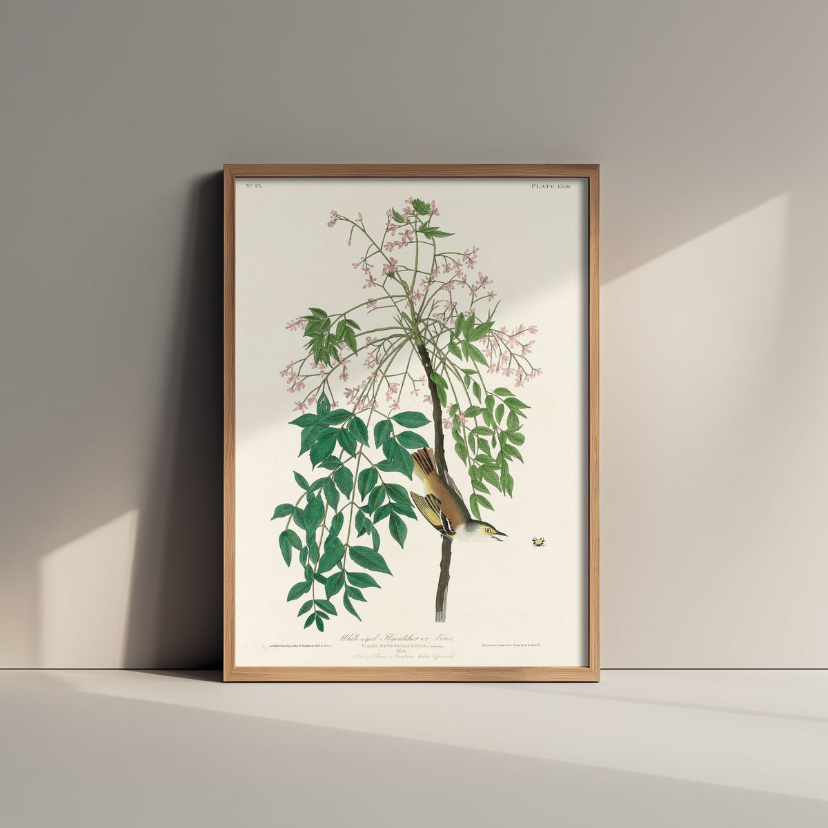 White-eyed Vireo Art Print - John James Audubon Birds of America Poster - Vintage Ornithology Illustration