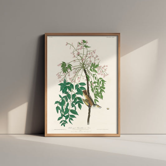 White-eyed Vireo Art Print - John James Audubon Birds of America Poster - Vintage Ornithology Illustration