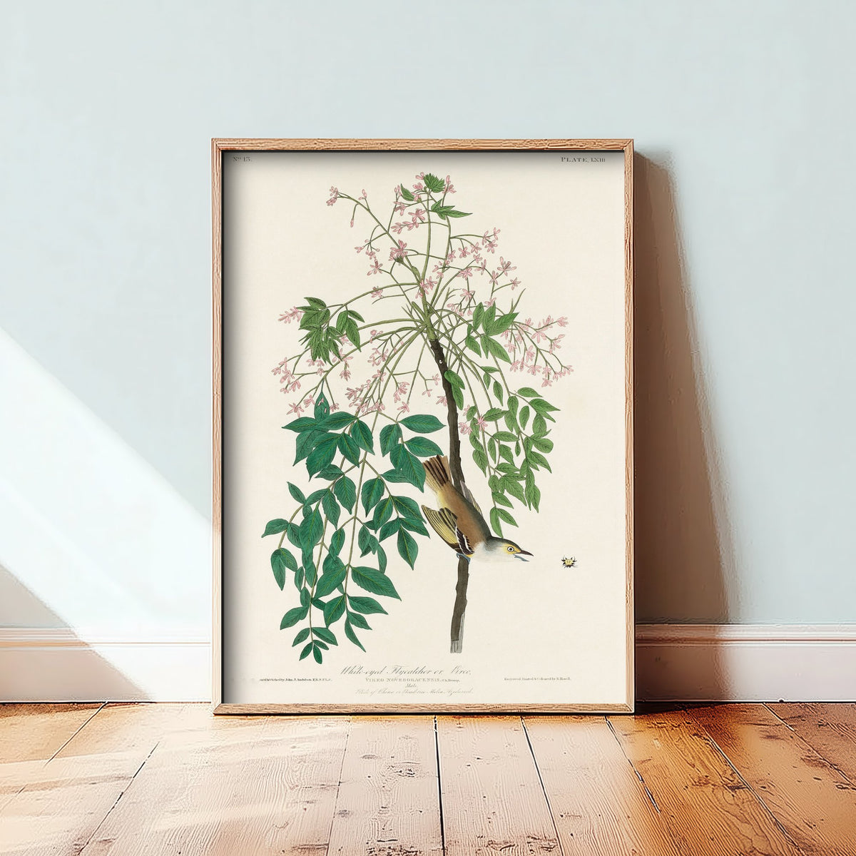 White-eyed Vireo Art Print - John James Audubon Birds of America Poster - Vintage Ornithology Illustration