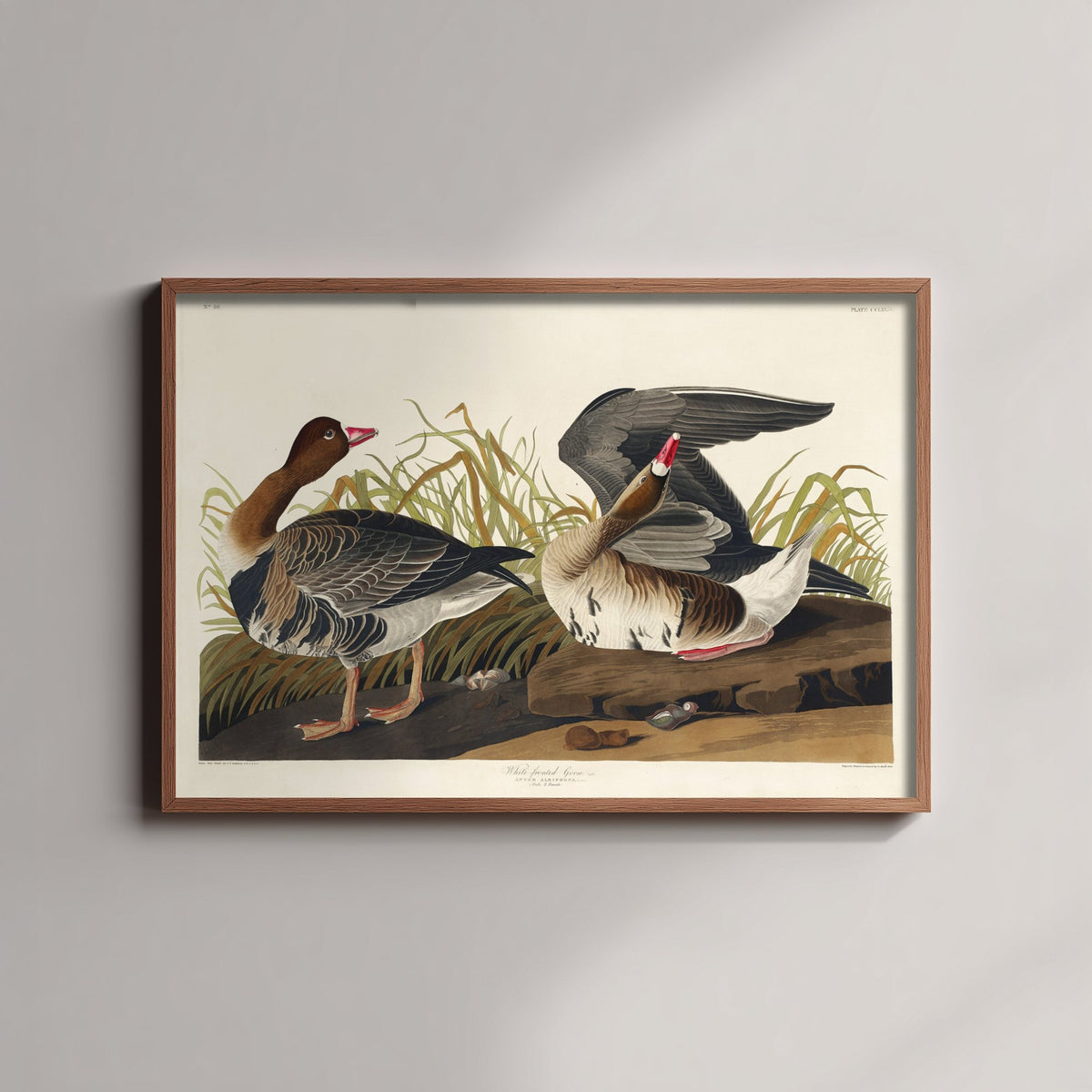 White-fronted Goose Art Print - John James Audubon Birds of America Poster - Vintage Ornithology Illustration