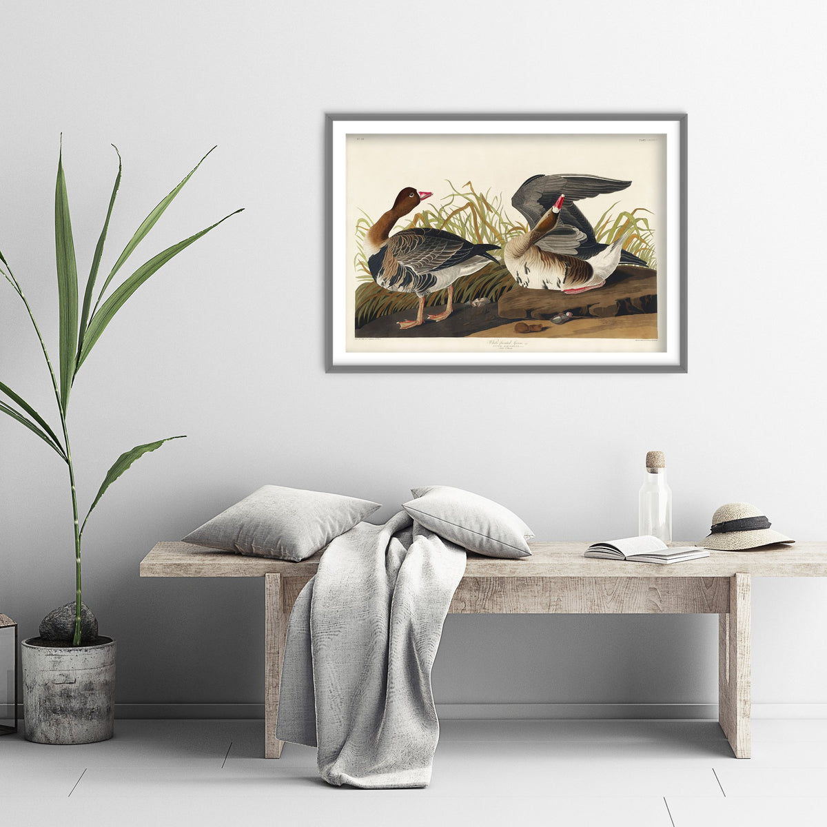 White-fronted Goose Art Print - John James Audubon Birds of America Poster - Vintage Ornithology Illustration