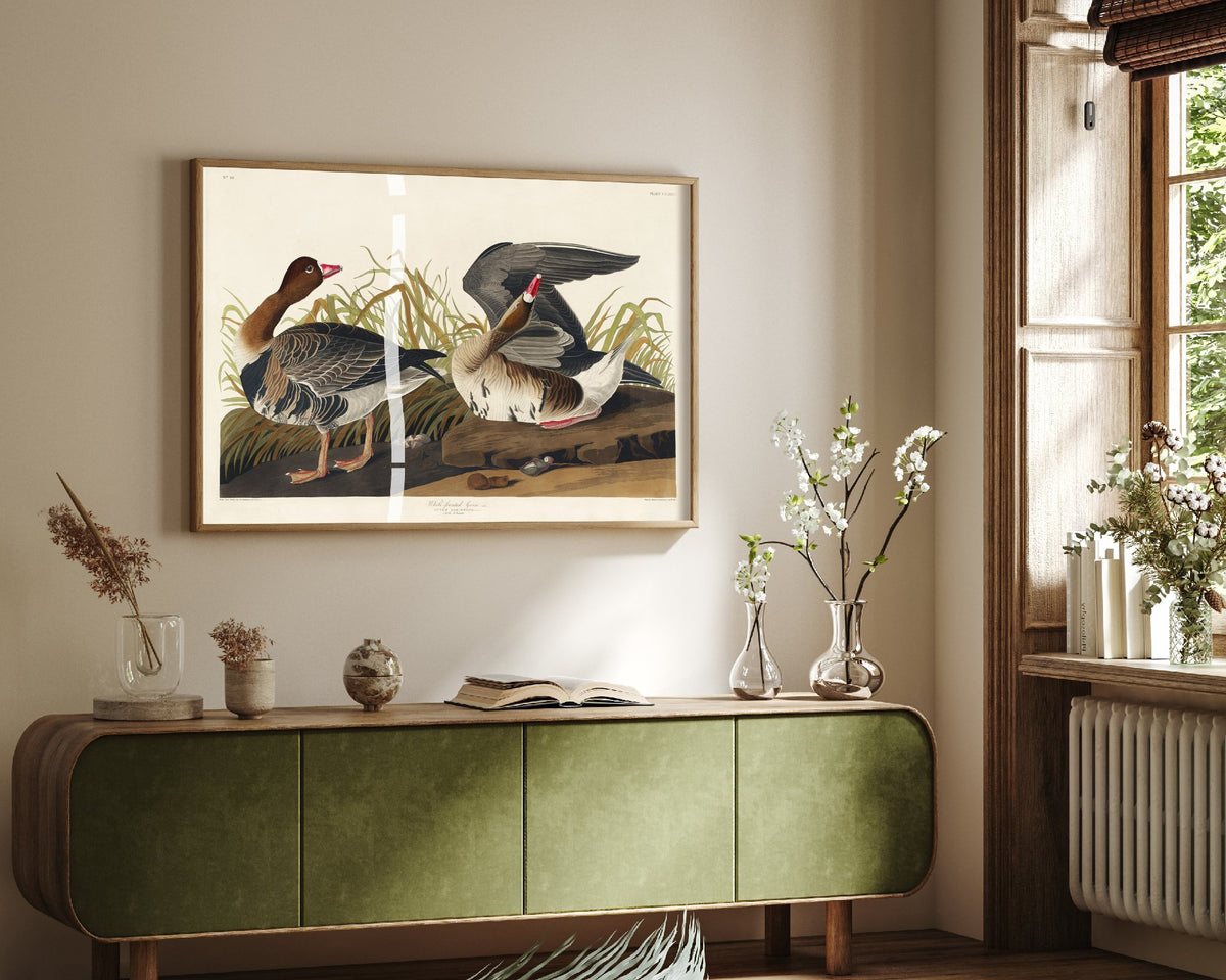 White-fronted Goose Art Print - John James Audubon Birds of America Poster - Vintage Ornithology Illustration