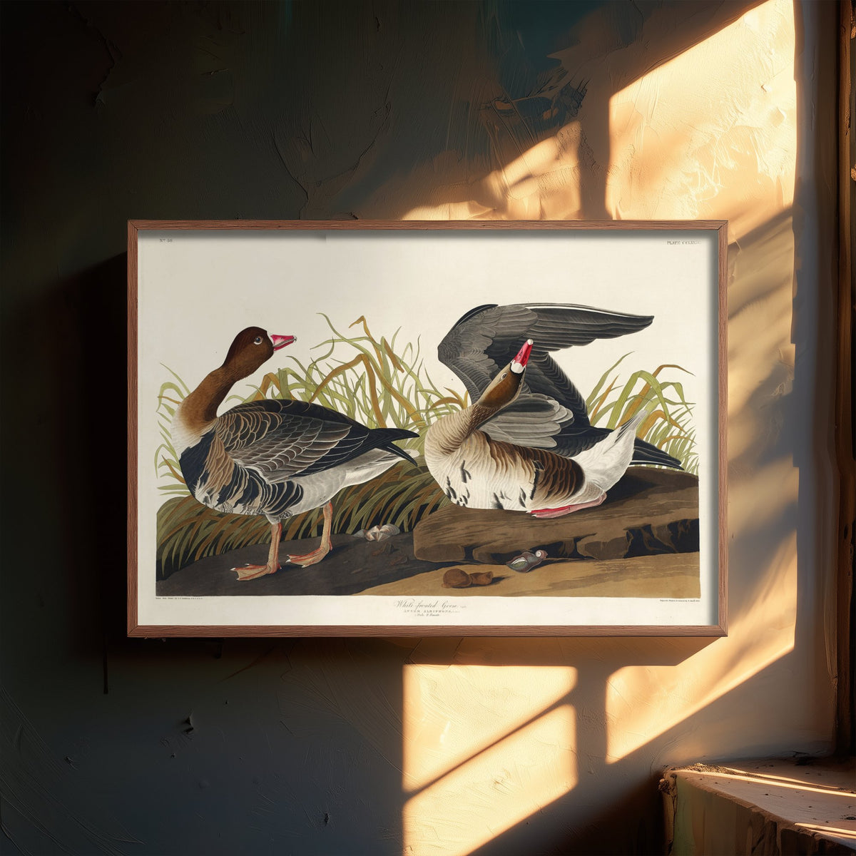 White-fronted Goose Art Print - John James Audubon Birds of America Poster - Vintage Ornithology Illustration