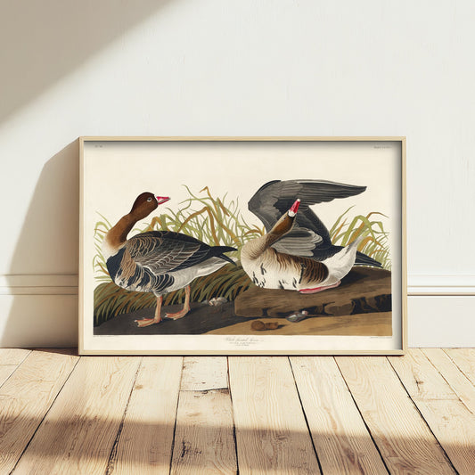 White-fronted Goose Art Print - John James Audubon Birds of America Poster - Vintage Ornithology Illustration