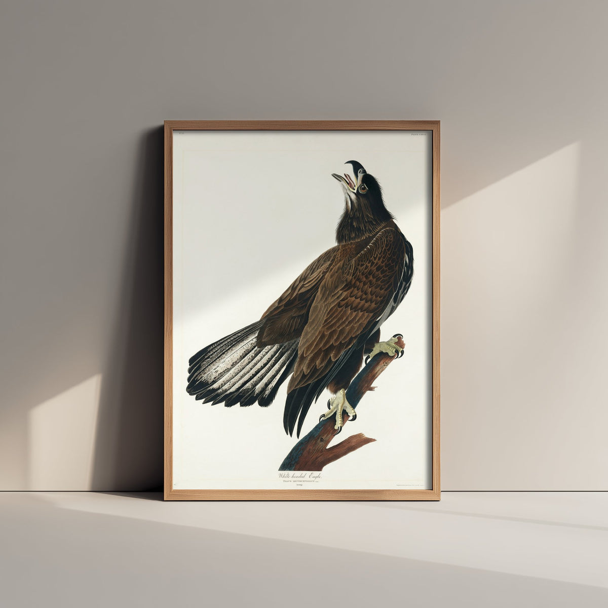 Bald Eagle Art Print Juvenile - John James Audubon Birds of America Poster - Vintage Ornithology Illustration