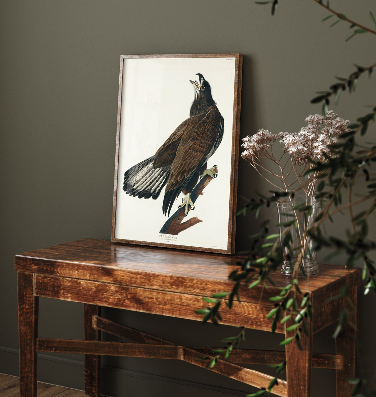 Bald Eagle Art Print Juvenile - John James Audubon Birds of America Poster - Vintage Ornithology Illustration